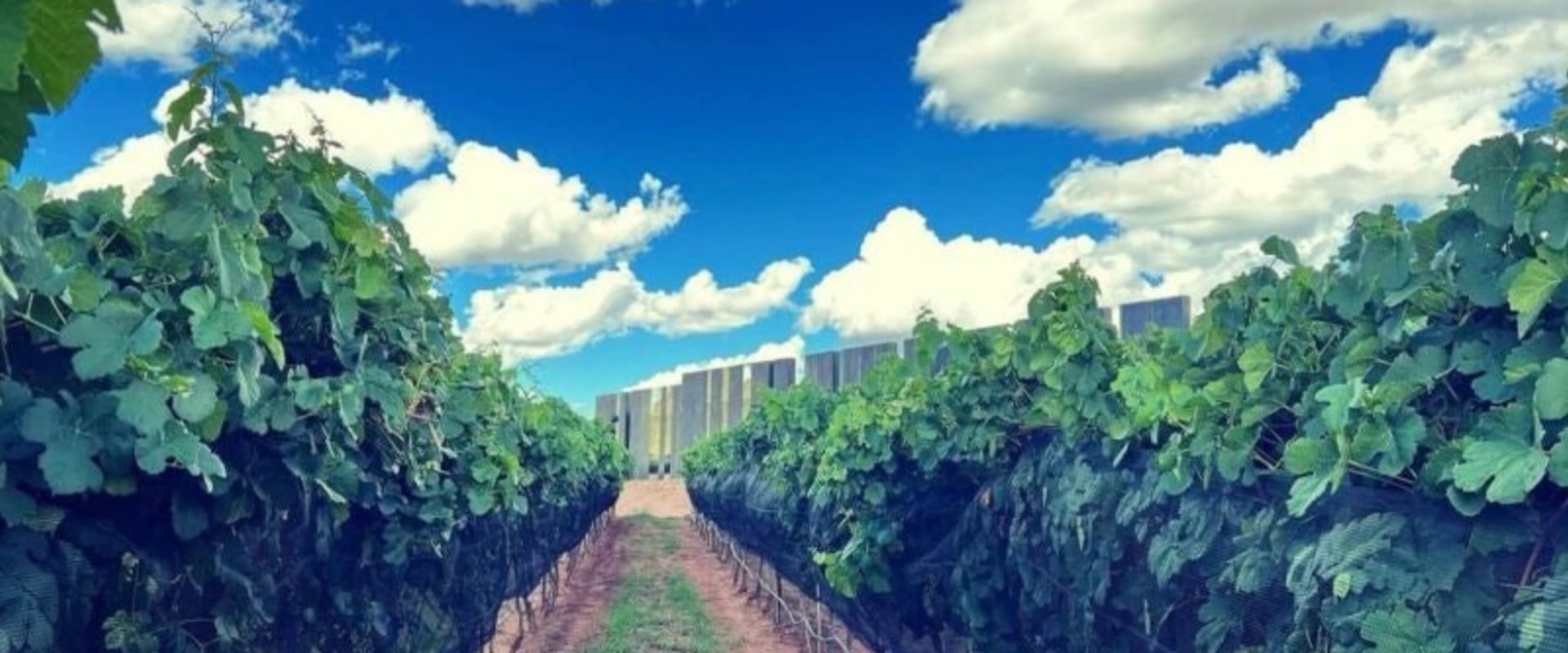 Explore the Finest Wineries and Breweries in Maricopa County, AZ