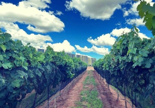 Explore the Finest Wineries and Breweries in Maricopa County, AZ